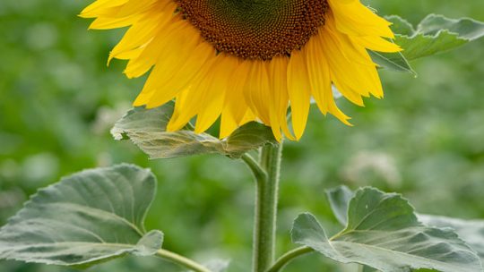 De ijsbeer en de zonnebloem