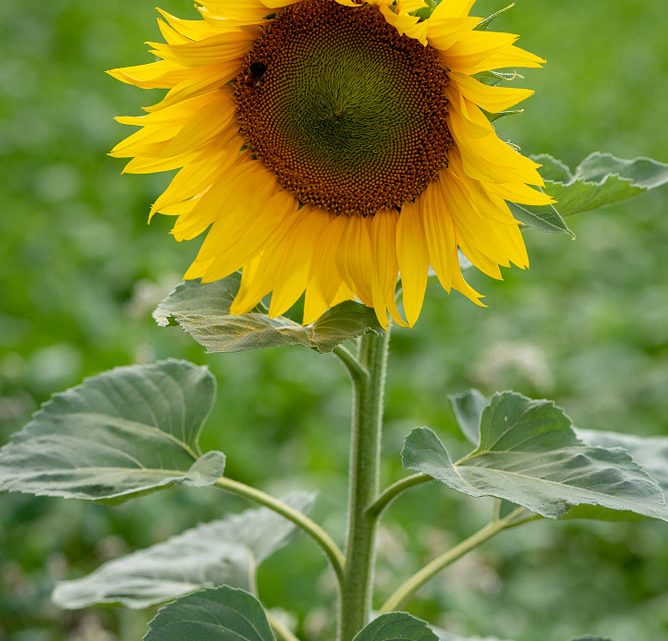 De ijsbeer en de zonnebloem